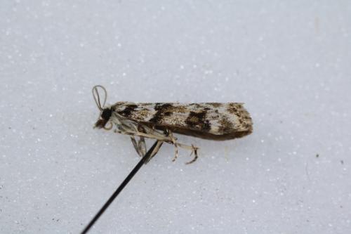 Eudonia delunella